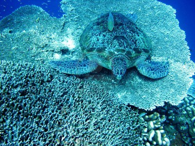 6412716-sea-turtle-resting-at-hard-coral-at-bunaken-manado-indonesia.jpg