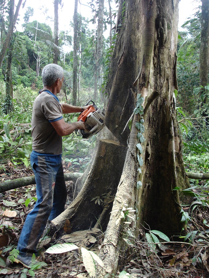 ecocidio-Benjamín Constant-Brasil (Amazonia) foto Carlos de Urabá.JPG