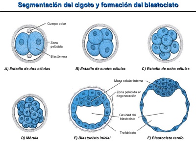 2008-embrio-5-728.jpg