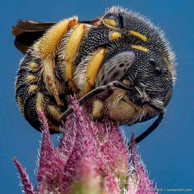 Abeja succionando una flor.jpg