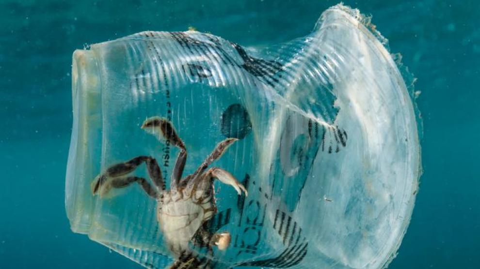 Un cangrejo atrapado en un vaso de plástico en el mar, Isla Verde, en Filipinas. Noel Guevara (Greenpeace- EFE).jpeg
