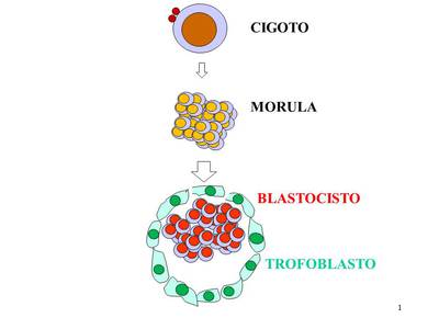 Blastocisto2.jpg