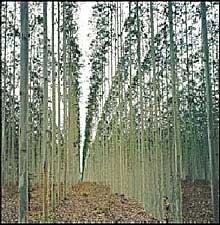 Fiebre de la forestación en Uruguay.JPG