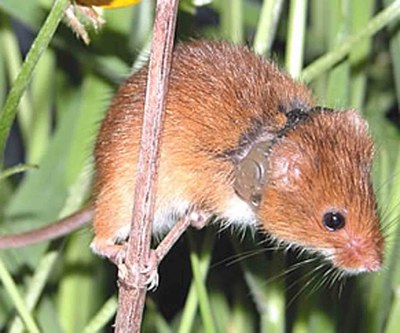 PROJECTS-Harvest-mouse-with.jpg