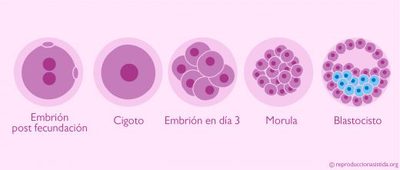Evolución-del-embrión-desde-la-fecundación-520x221.jpg