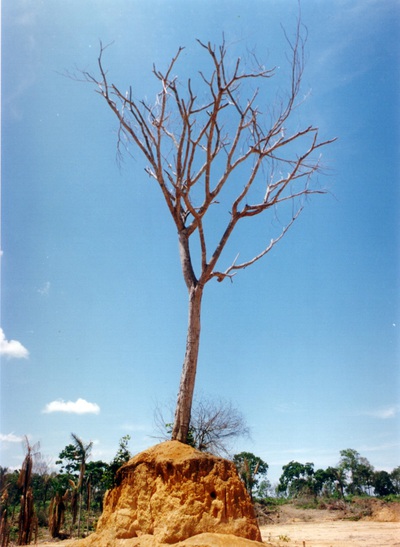 abriendo el camino a la civilización. Manaos-Brasil. foto Carlos de Urabá.jpg