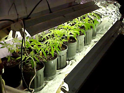 marijuana-grow.jpg