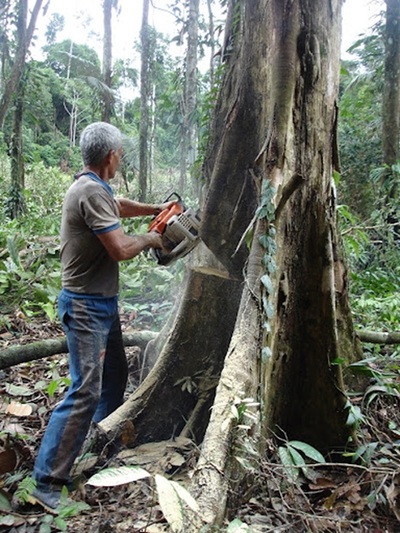 Talador de la selva Amazonica. Foto de Carlos de Uraba.jpg