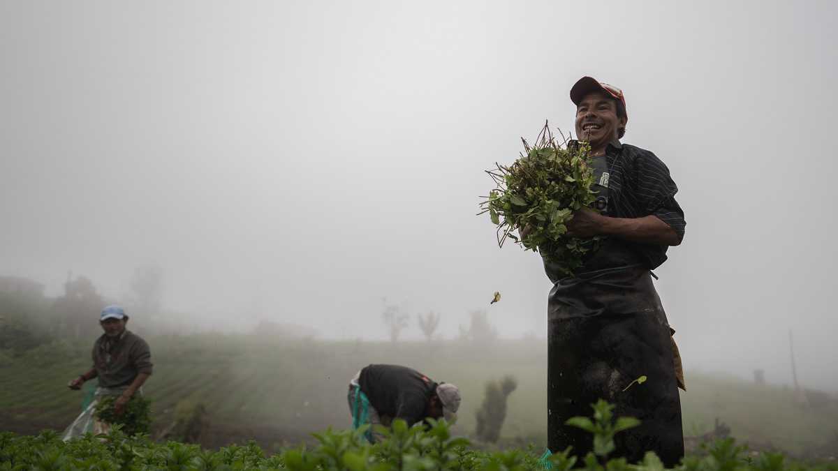 Campesinos (Nathalia Angarita - Greenpeace).jpg