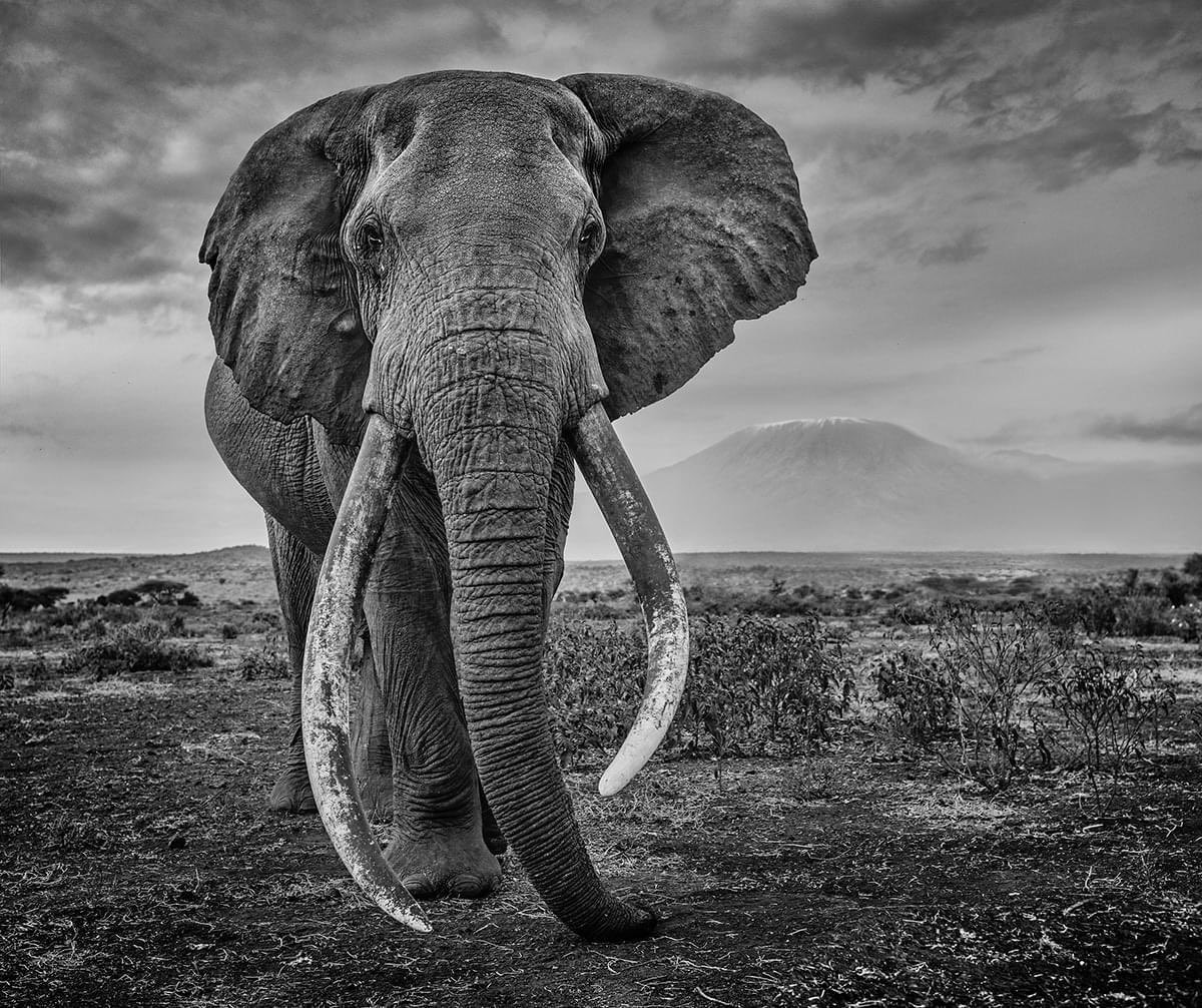 Elefante (Jonathan Mburugu, mastodon).jpg