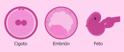 Evolución-de-los-embriones.jpg.png