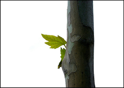 Hojas sostenidas por árbol.jpg