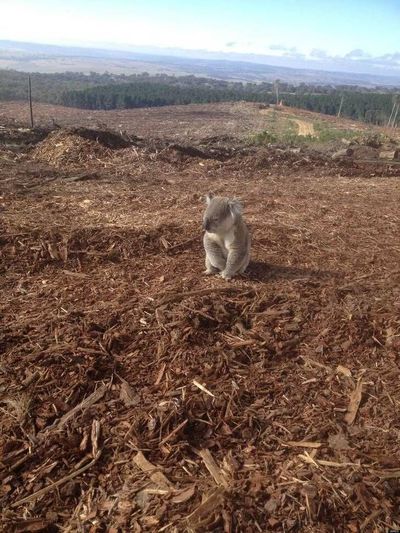 Un koala sobre los restos de lo que algún día fue su hogar.jpg