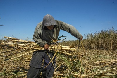 URUG  CAÑEROS.jpg